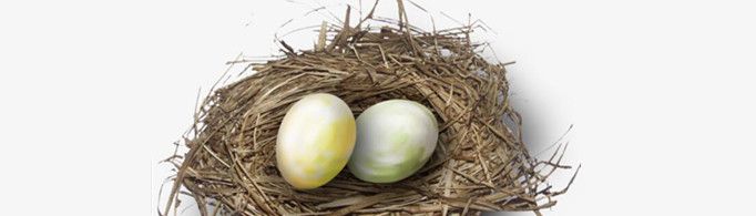 为什么鸟蛋也会呼吸？