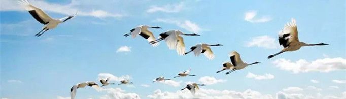 扎龙自然保护区为什么被誉为鹤的乐园？