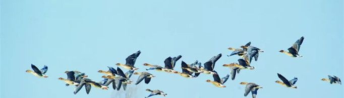 候鸟迁徙为什么不会走错路线？