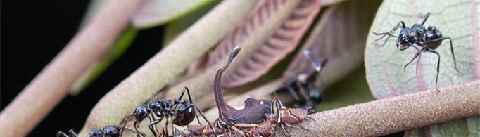 蚂蚁为什么要保护蚜虫？