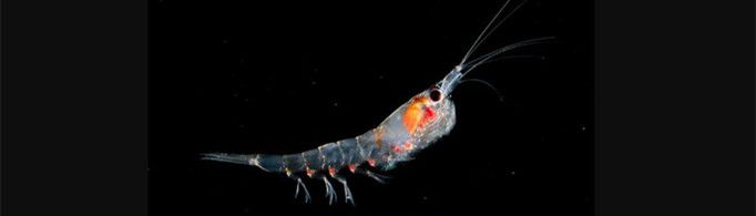 磷虾为什么发光？