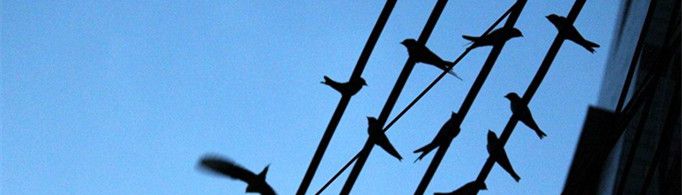 绍兴为什么会出现燕子夜市？