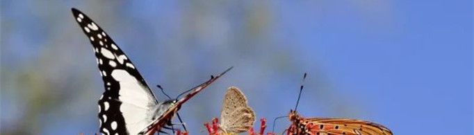 蝴蝶为什么要迁飞？