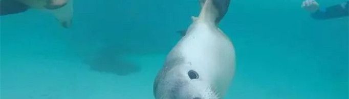 海兽为什么擅长潜水？