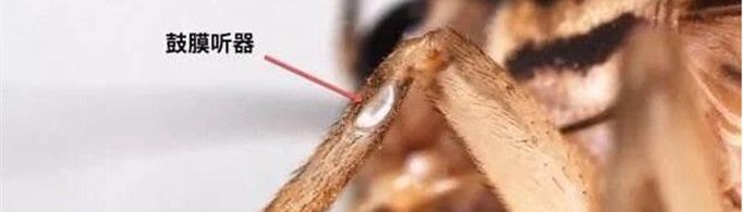 蟋蟀的耳朵为什么长在脚上？