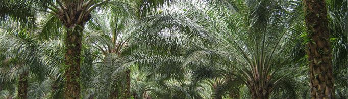 为什么油棕有世界油王的美称？