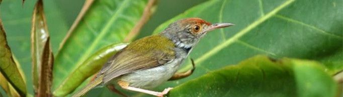 为什么说缝叶莺是灵巧的缝纫女？