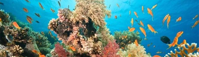 为什么说珊瑚虫是海洋中的造陆者？