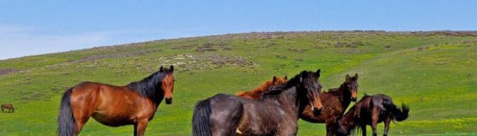 为什么要让野马还乡？