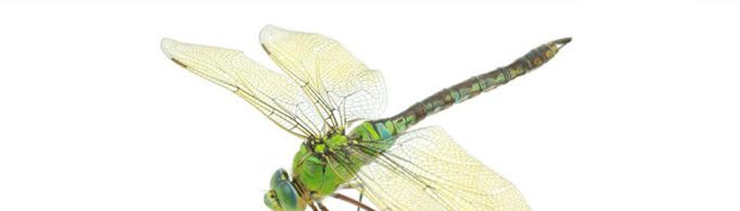 为什么蜻蜓翅膀前缘上方长有小痣？