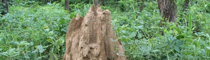 为什么蚁塔能帮助探矿？