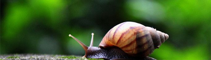 为什么螺是建筑奇才？