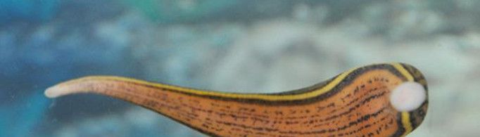 为什么人被蚂蟥咬后会流血不止？