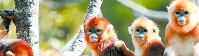 金丝猴一年要搬两次家的原因