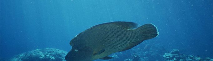 海鱼为什么不是咸的？