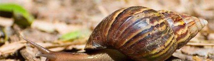 为什么田螺和蜗牛不能生活在一起？