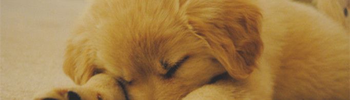 为什么狗睡觉时把嘴藏在前肢下？