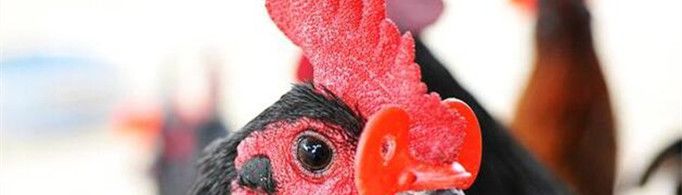 为什么要给鸡带眼镜？