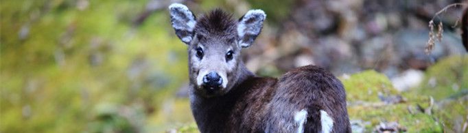 为什么毛冠鹿的头上没长角？