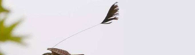 为什么有四只翅膀的鸟？