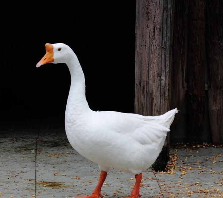 大鹅的祖先是什么？