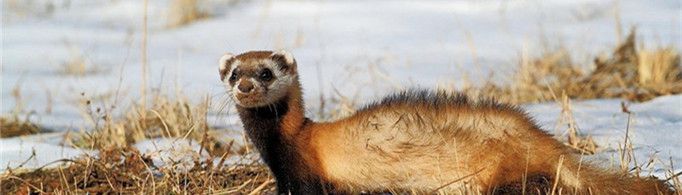 为什么小艾虎能打得过大老虎？