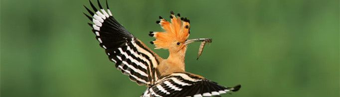 为什么戴胜鸟又叫臭姑鸪？