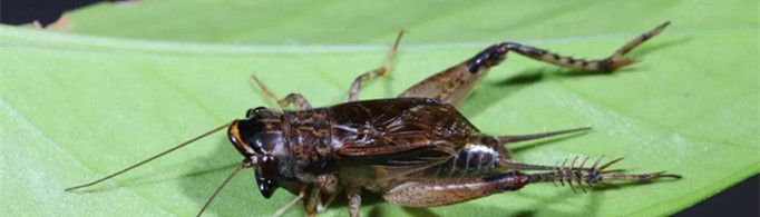 为什么蟋蟀会用翅膀唱歌？