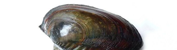 为什么蚌长期闭着壳不会被饿死？