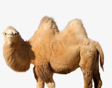 骆驼的驼峰是储存什么的？