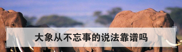大象从不忘事的说法靠谱吗