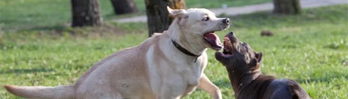 狗狗打架为什么用嘴咬不用手挠？