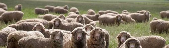 为什么澳大利亚被称为骑在羊背上的国家？