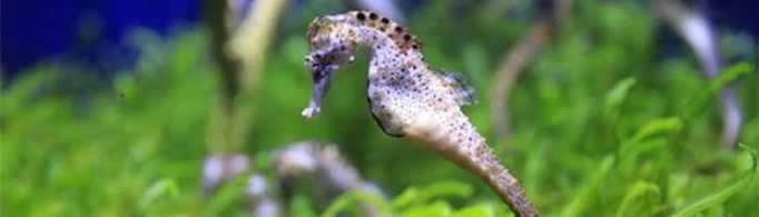 海马生活在哪里？