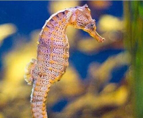 海马和鲸鱼哪个是鱼？