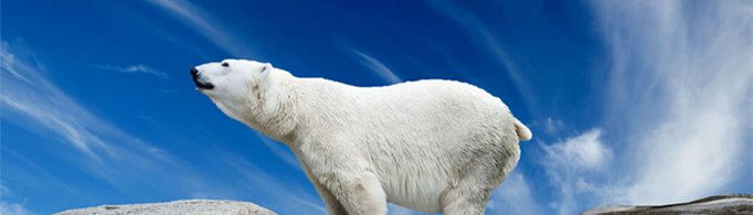 北极熊的皮肤为什么是黑色的？