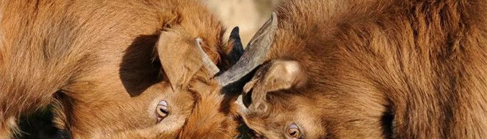 羊的瞳孔为什么是方的？