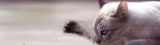 猫为什么要吃老鼠？