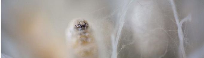 蚕为什么要吐丝？