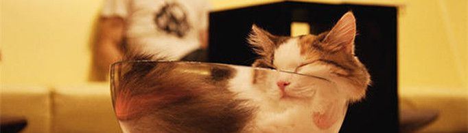 为什么猫咪能像液体一样缩在小盒子里？