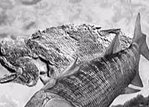 鱼类的祖先叫什么？