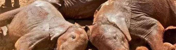 大象一般是通过什么方式来“防晒”的？