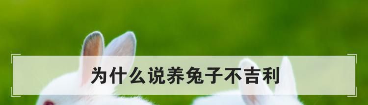为什么说养兔子不吉利