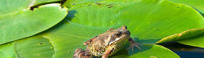 青蛙靠什么呼吸？