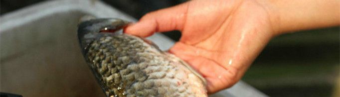 为什么收拾鱼身时用醋可以防滑？