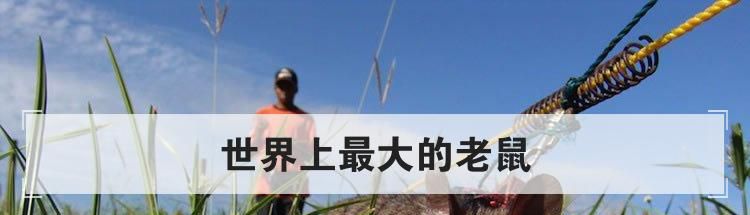 世界上最大的老鼠