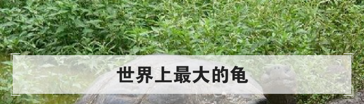 世界上最大的龟