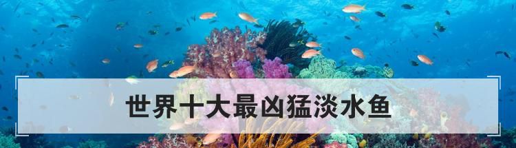 世界十大最凶猛淡水鱼