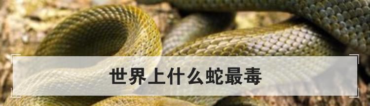 世界上什么蛇最毒