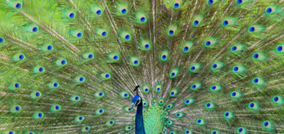 孔雀开屏是什么意思